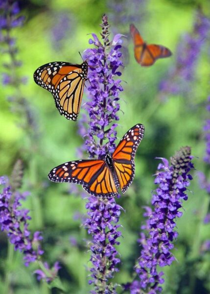 Vlinders in een ecologische tuin